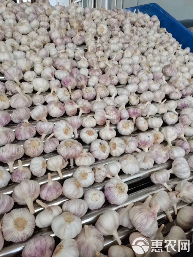 今日邳州大蒜行情更新，最新价格与趋势分析