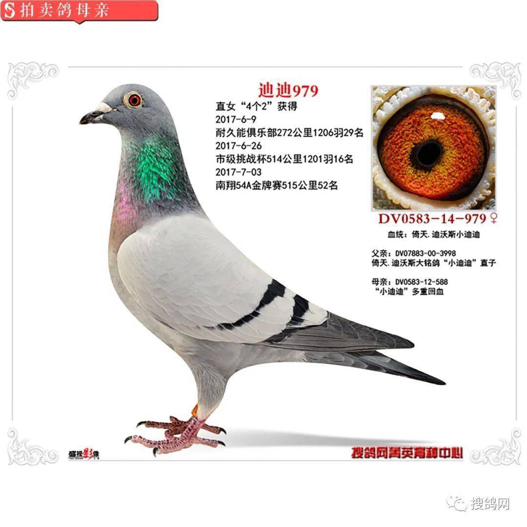 搜鸽网拍卖平台最新,搜鸽网拍卖平台最新，变化中的学习之旅，自信与成就感的源泉