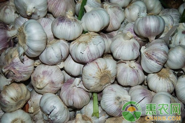 最新蒜价格及市场分析概述